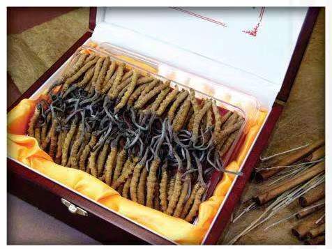 江城冬虫夏草回收